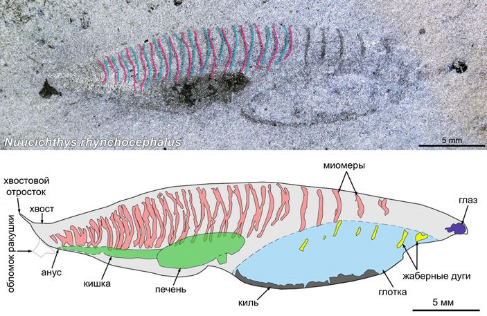 Nuucichthys. Сверху — фотография отпечатка, снизу — сделанный по этому отпечатку рисунок