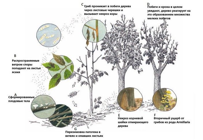 Цикл развития возбудителя суховершинности ясеня