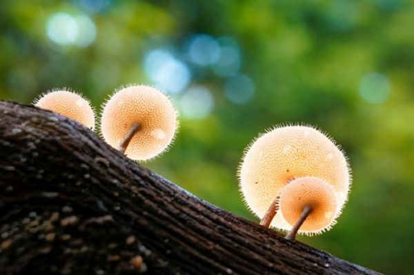 Фото: Nguyen Tu Minh Hoang