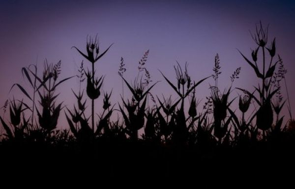 Фото: Jeannet van der Knijff