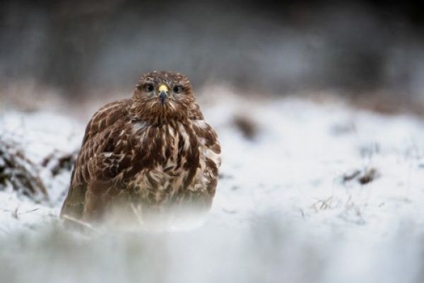 Фото: Szymon Bartołd