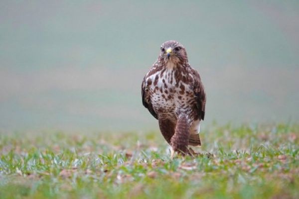 Фото: Matyáš Mutina