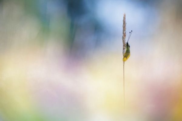 Фото: Emmanuel Graindépice