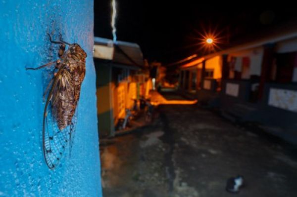 Фото: Igor Mikula