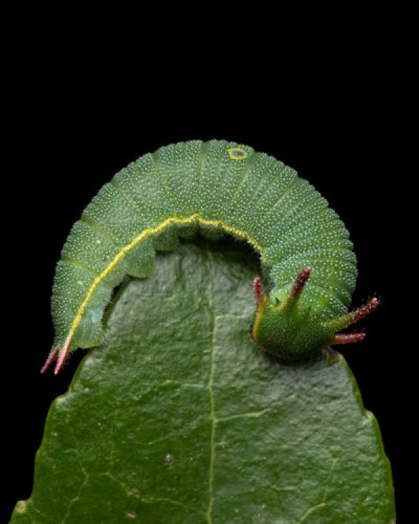 Фото: Giovanni Vicari