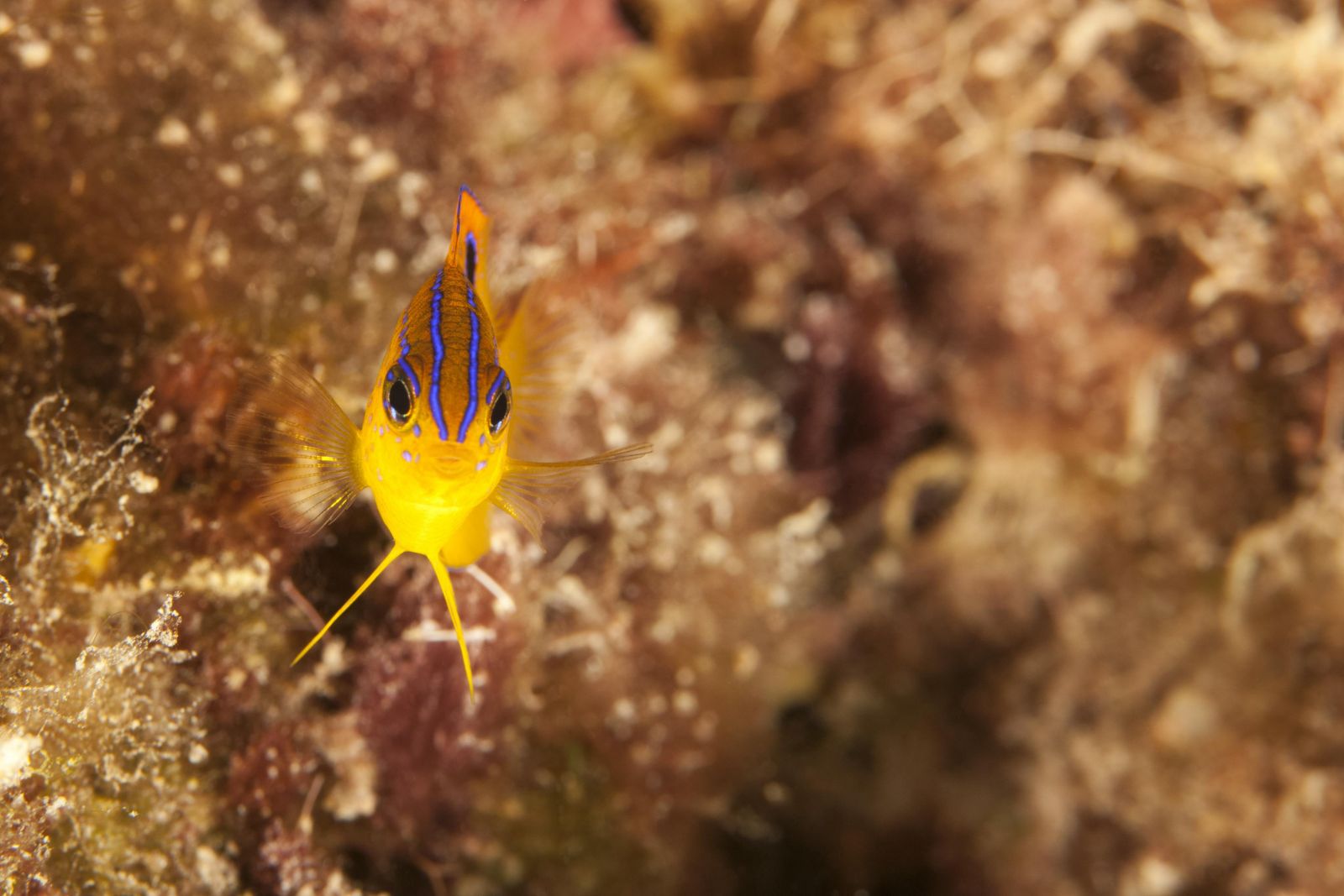 Рыбы вида Stegastes diencaeus
