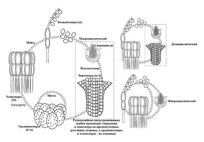 Обобщенный цикл развития ржавчинных грибов