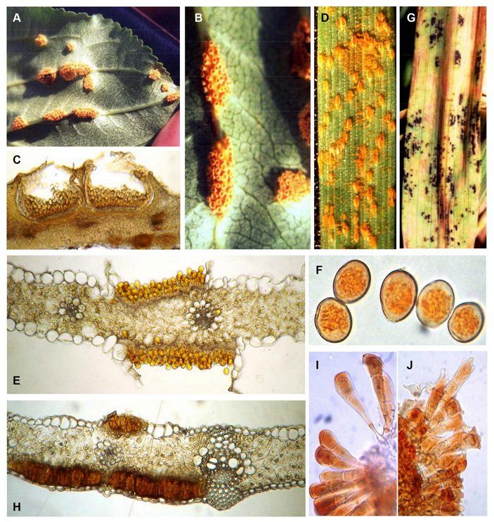 Споры некоторых разнохозяйных ржавчинных грибов на злаковых культурах