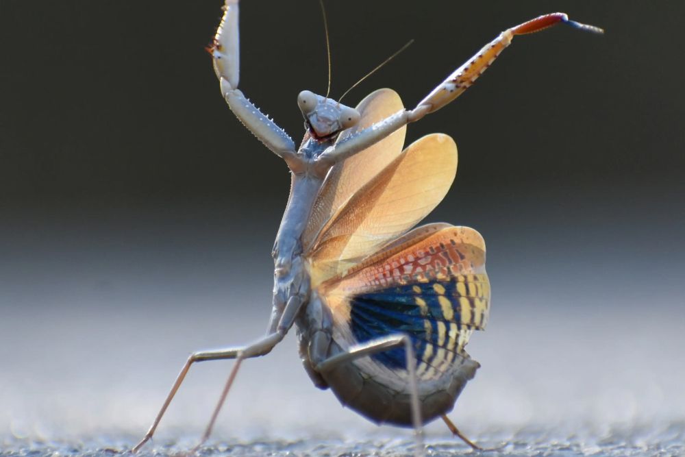 Фото: Jose Miguel Gallego Molina/Nikon Comedy Wildlife Awards