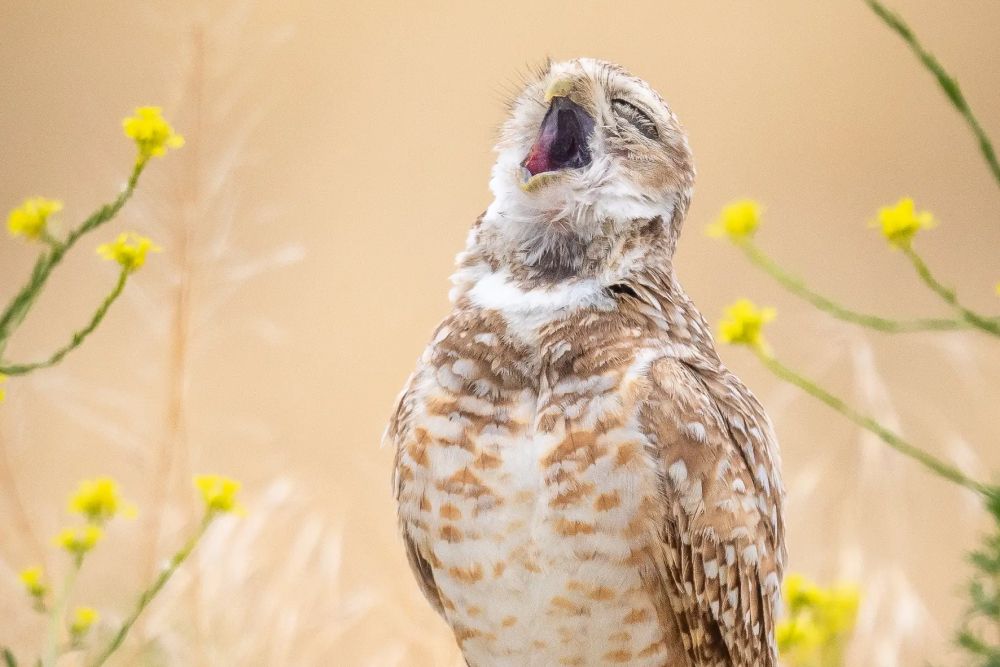 Фото: Fred Amico/Nikon Comedy Wildlife Awards