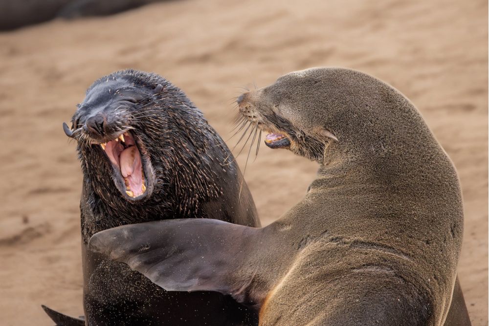 Фото: Marti Phillips/Nikon Comedy Wildlife Awards