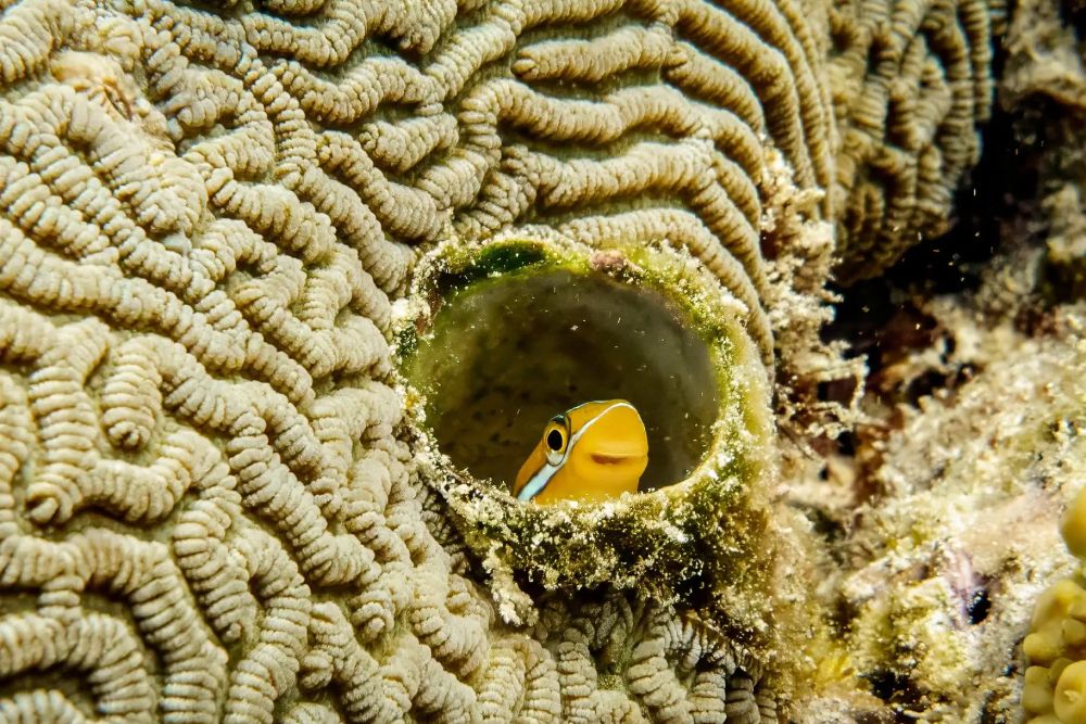 Фото: Alexander Fine/Nikon Comedy Wildlife Awards