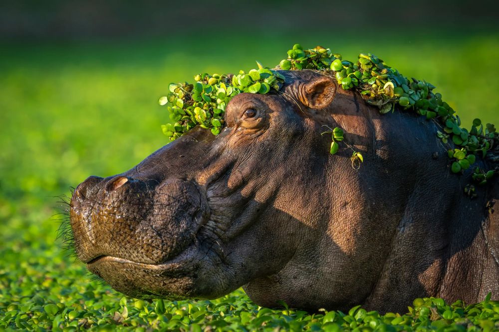 Фото: Artur Stankiewicz/Nikon Comedy Wildlife Awards