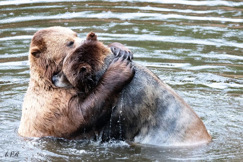 Фото: Andrea Rosado/Nikon Comedy Wildlife Awards