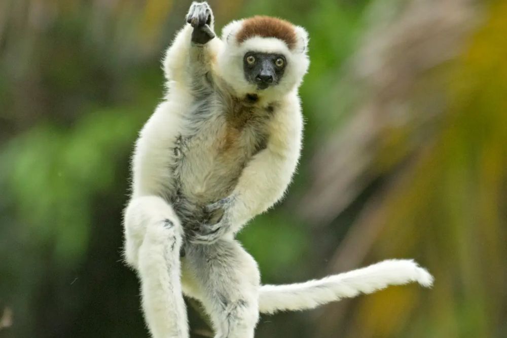 Фото: Andy Rouse/Nikon Comedy Wildlife Awards