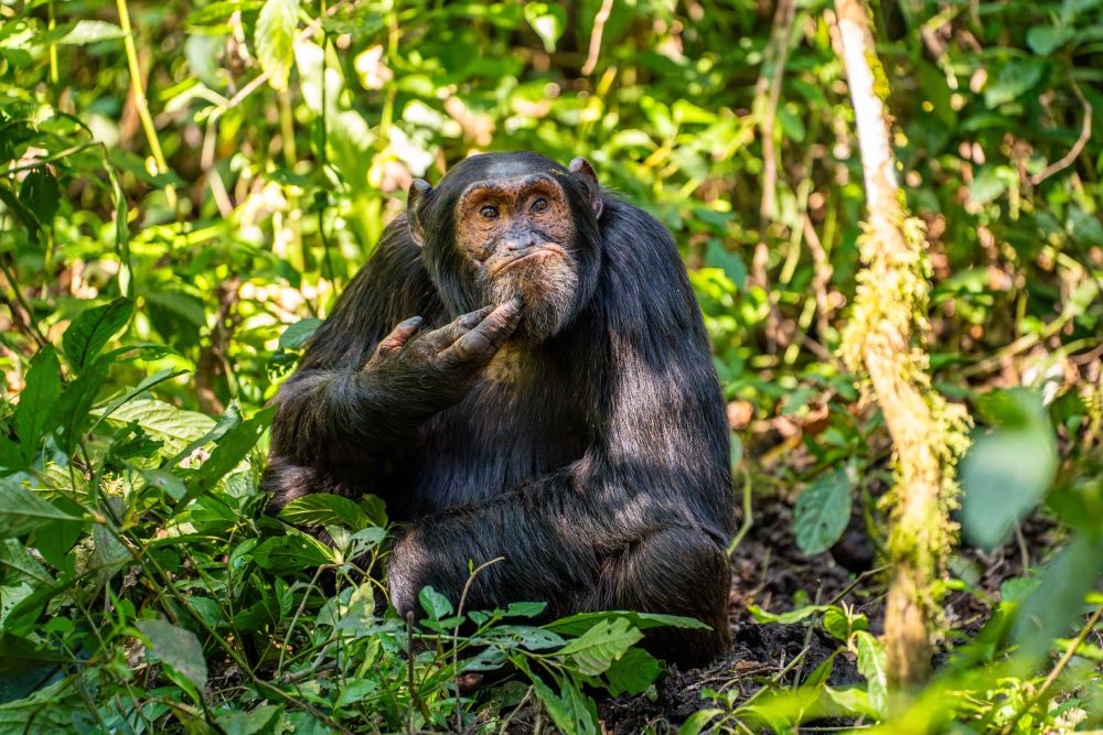 Фото: Arvind Mohandas/Nikon Comedy Wildlife Awards