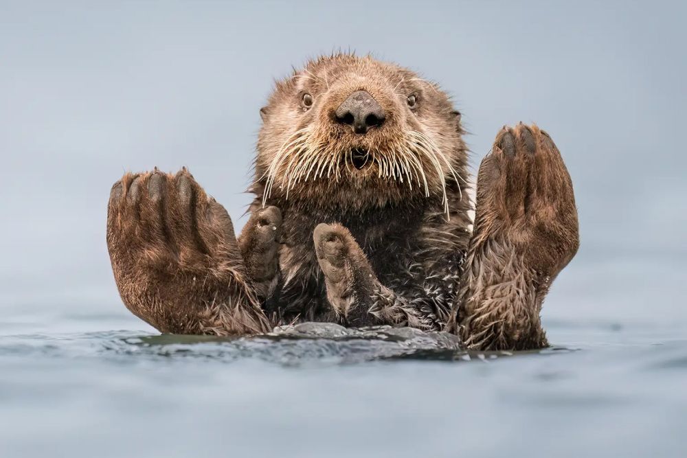 Фото: Christine Haines/Nikon Comedy Wildlife Awards