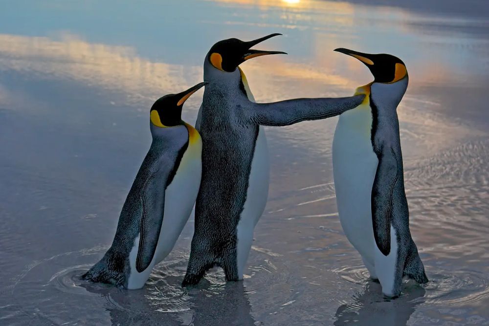 Фото: Andy Rouse/Nikon Comedy Wildlife Awards