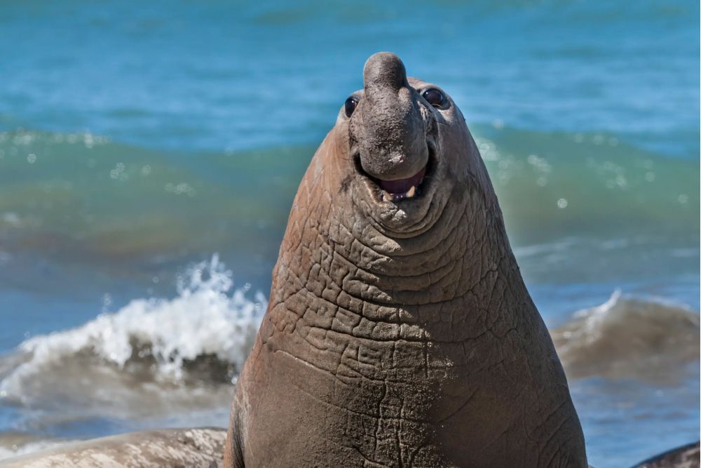 Фото: Gabriel Rojo/Nikon Comedy Wildlife Awards
