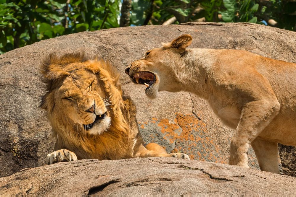 Фото: Takashi Kubo/Nikon Comedy Wildlife Awards