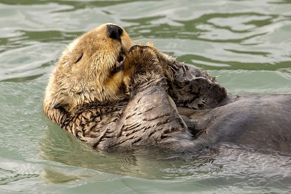 Фото: Charles Janson/Nikon Comedy Wildlife Awards