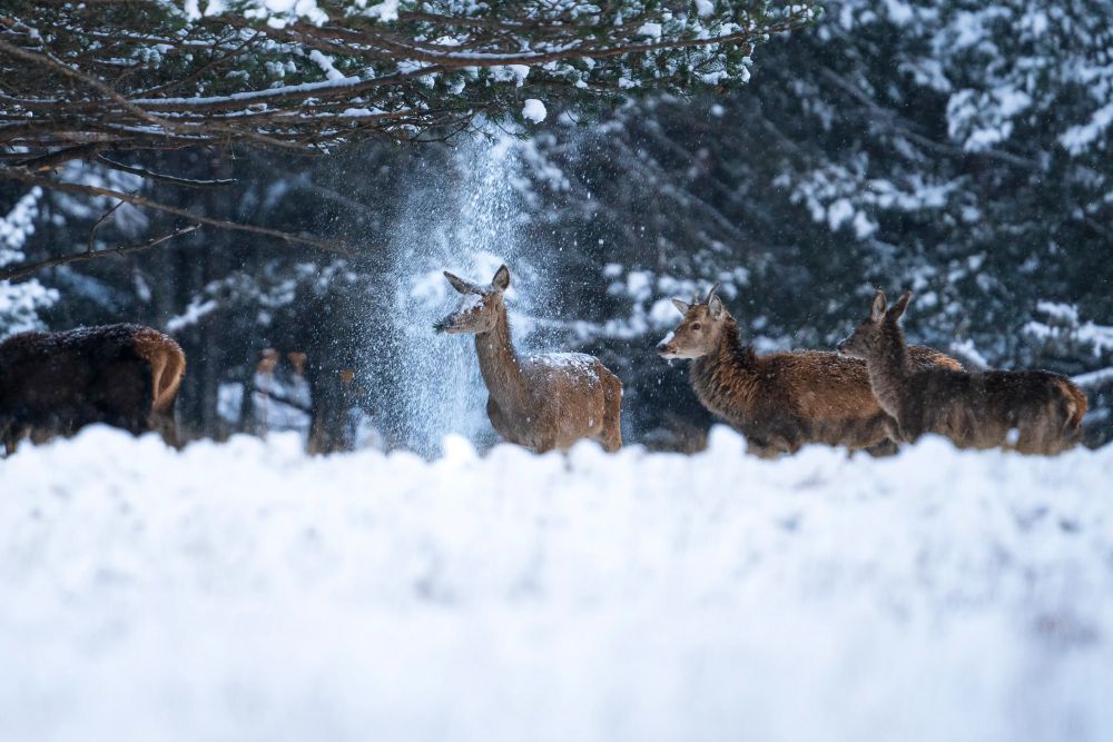 Фото: Corentin Revel/Nikon Comedy Wildlife Awards