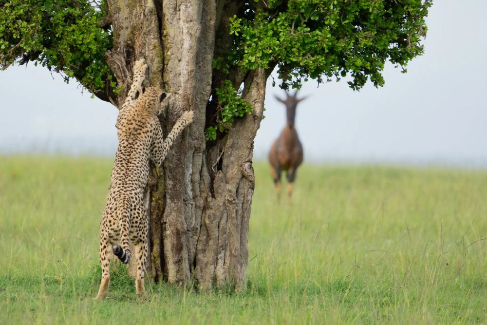 Фото: Leslie McLeod/Nikon Comedy Wildlife Awards