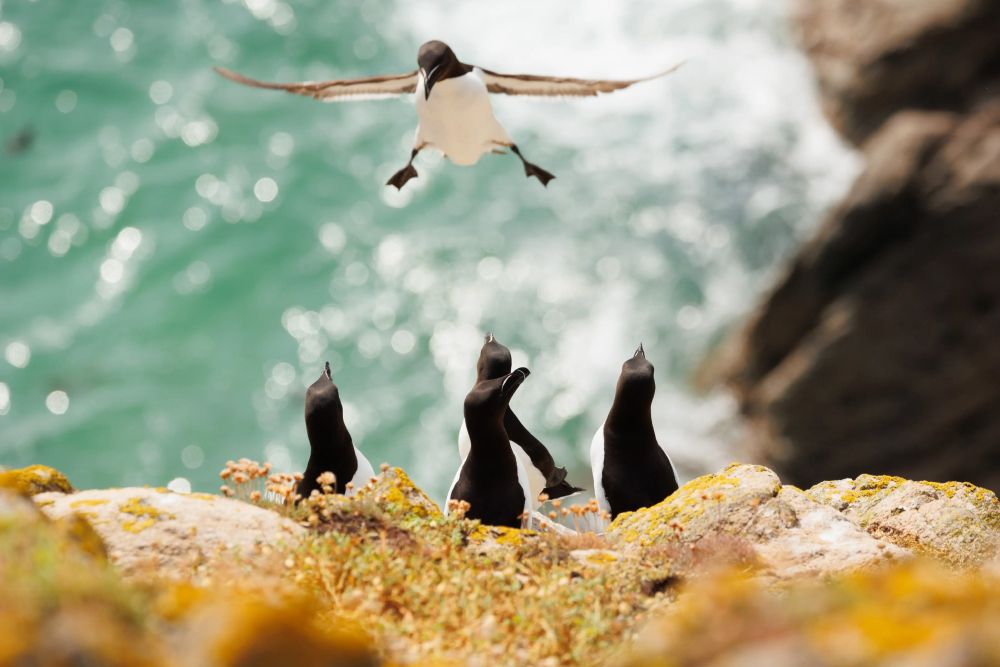 Фото: Inés Godínez/Nikon Comedy Wildlife Awards