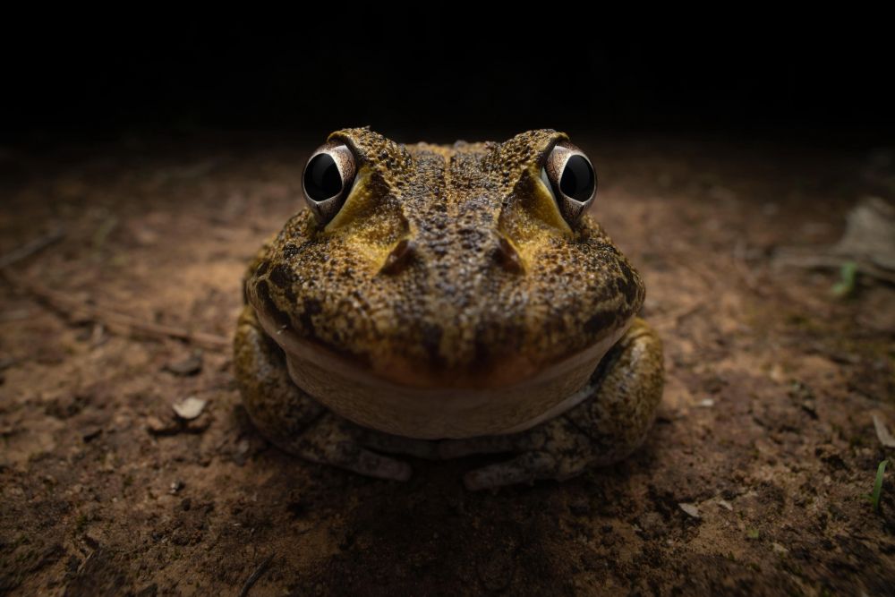 Фото: Kingston Tam/Nikon Comedy Wildlife Awards