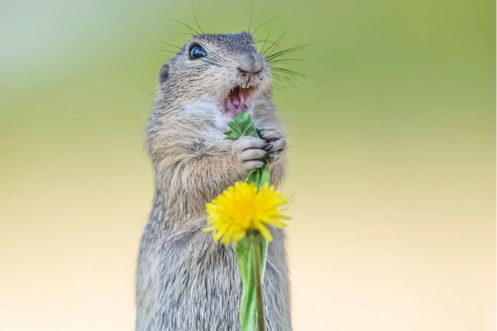 Фото: Kath Aggiss/Nikon Comedy Wildlife Awards