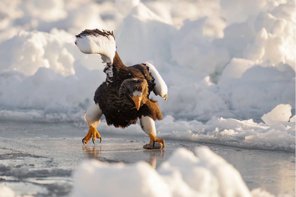 Фото: Mark Meth-Cohn/Nikon Comedy Wildlife Awards