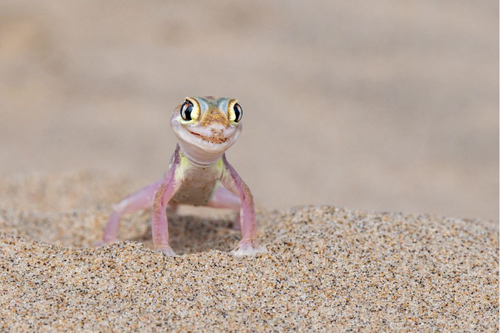 Фото: Michela Bordoli/Nikon Comedy Wildlife Awards