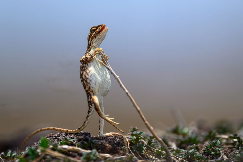 Фото: Sanjay Patil/Nikon Comedy Wildlife Awards