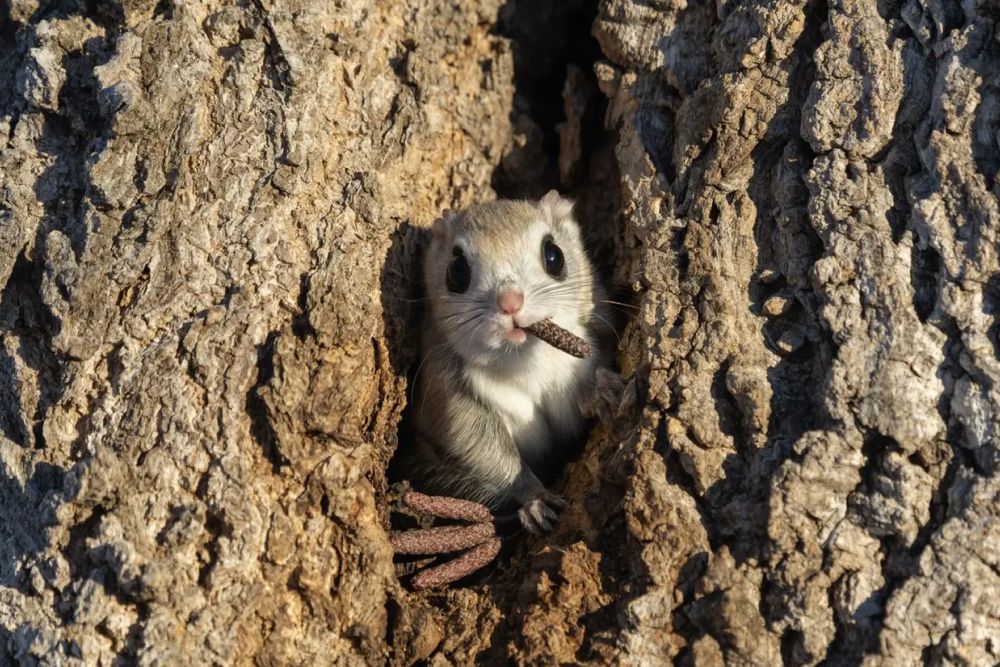Фото: Scott Frier/Nikon Comedy Wildlife Awards