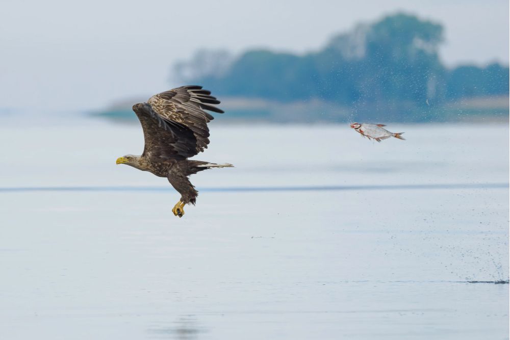 Фото: Przemyslaw Jakubczyk/Nikon Comedy Wildlife Awards