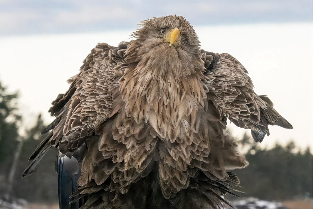 Фото: Tapani Linnanmäki/Nikon Comedy Wildlife Awards