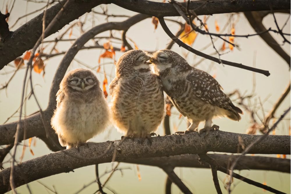 Фото: Sarthak Ranganadhan/Nikon Comedy Wildlife Awards