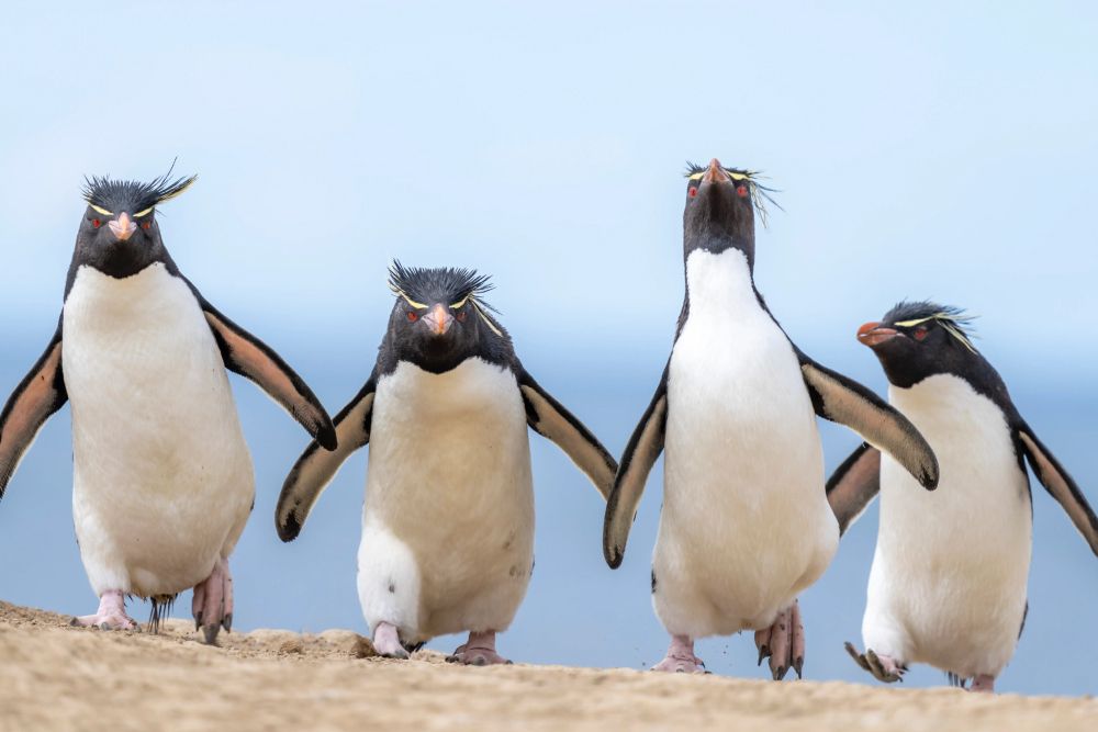 Фото: Ralph Robinson/Nikon Comedy Wildlife Awards