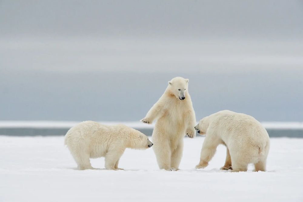 Фото: Philippe Ricordel/Nikon Comedy Wildlife Awards