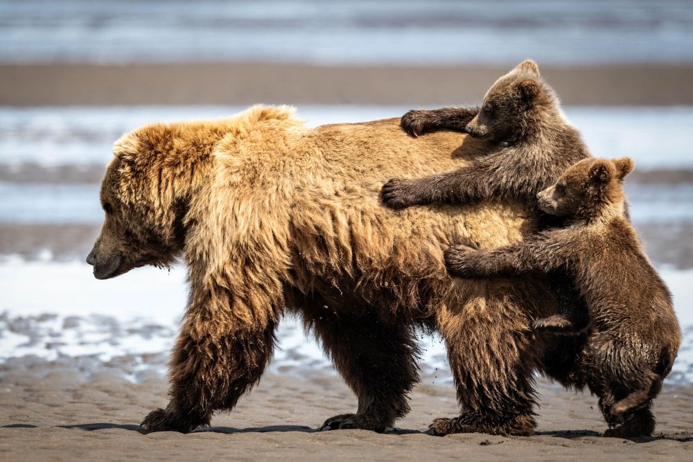 Фото: Alexander Fine/Nikon Comedy Wildlife Awards