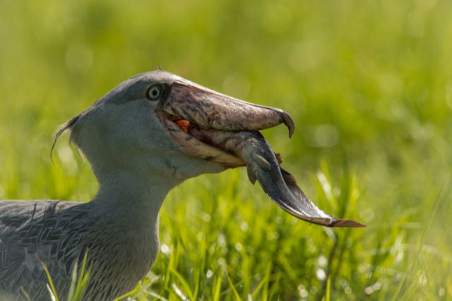 Фото: Petr Simon / Shutterstock/FOTODOM