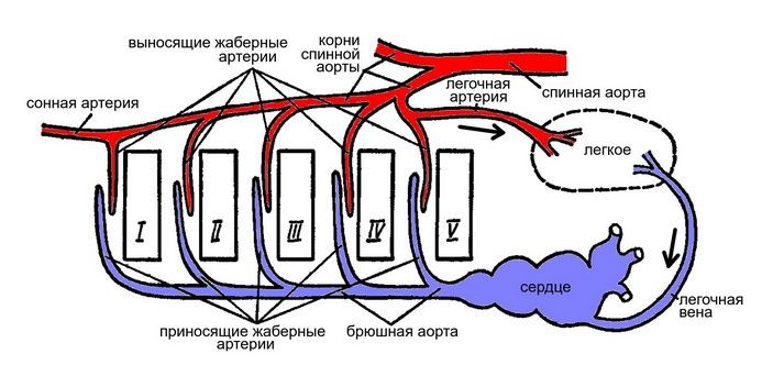 Схема жаберно-легочного кровообращения рыбы, обладающей легкими