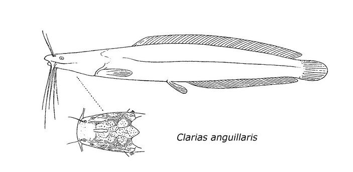 Нильский сом (Clarias anguillaris)