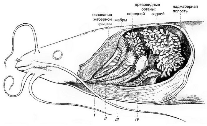 Голова клариаса с удаленной жаберной крышкой