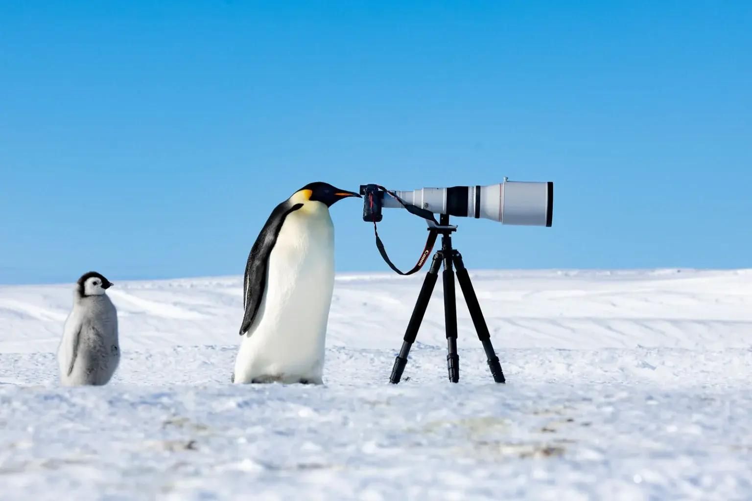 Звания «Фотограф года» был удостоен Томас Виджаян, который подал на конкурс сразу несколько выдающихся работ, включая этот снимок пингвина и пингвиненка, разглядывающих оставленную без присмотра камеру