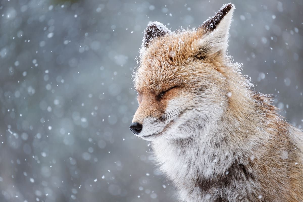 Финалист конкурса — Елена Фаши, Италия. Фото: Sony World Photography Awards 2025