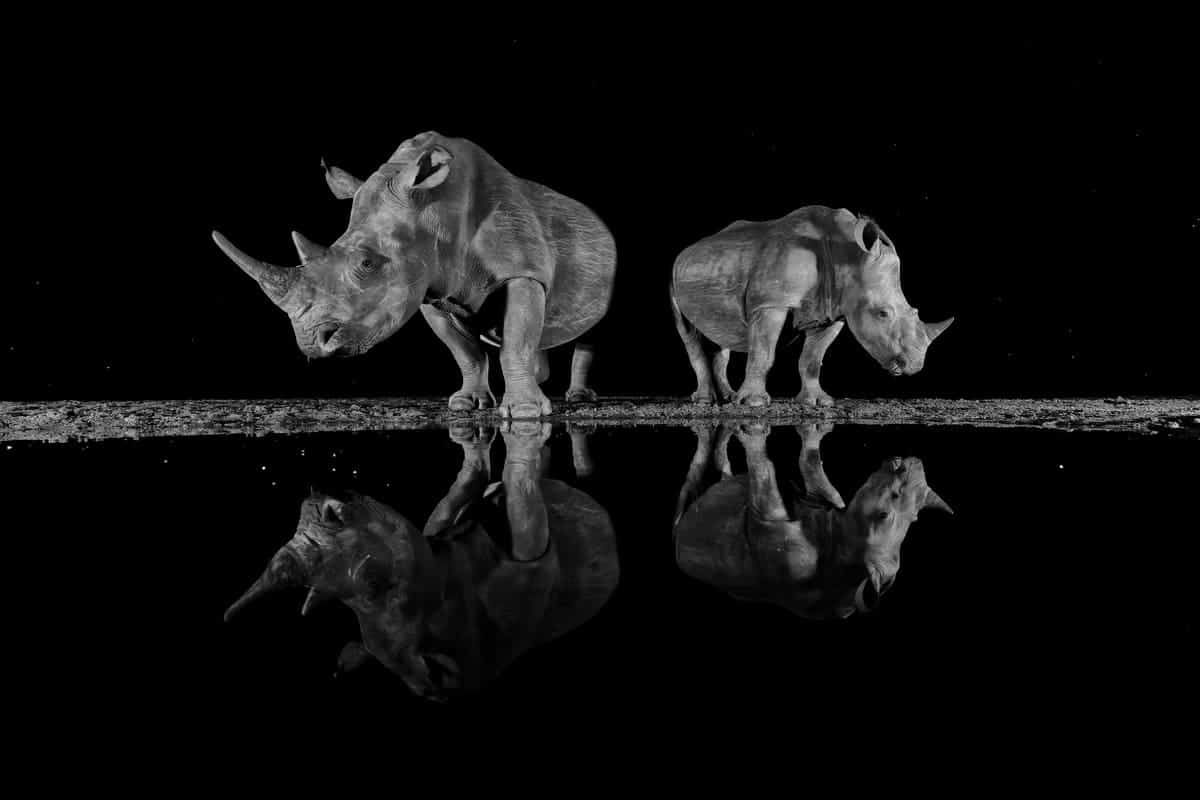 Финалист конкурса — Мартин Стенхаут, Бельгия. Фото: Sony World Photography Awards 2025