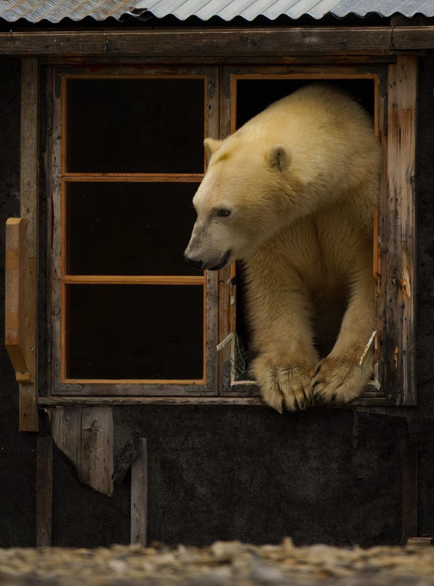Финалист конкурса — Дэниел Ханнабусс, Великобритания. Фото: Sony World Photography Awards 2025