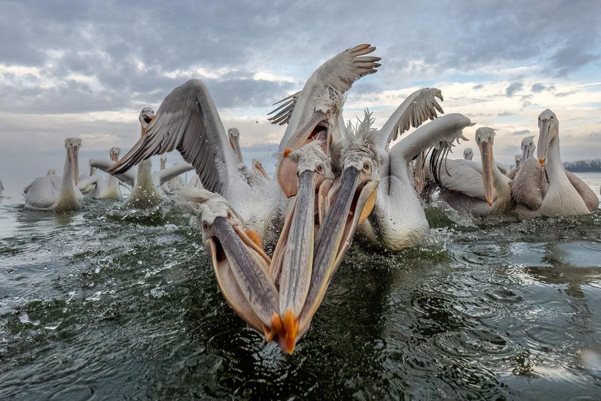 Финалист конкурса — Джанни Майтан, Италия. Фото: Sony World Photography Awards 2025