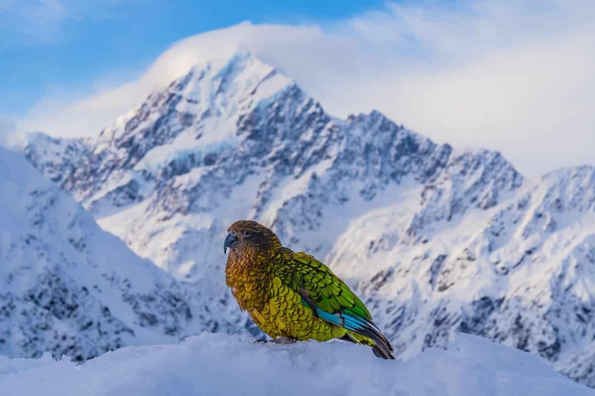Финалист конкурса — Джейк Вайрус, США. Фото: Sony World Photography Awards 2025